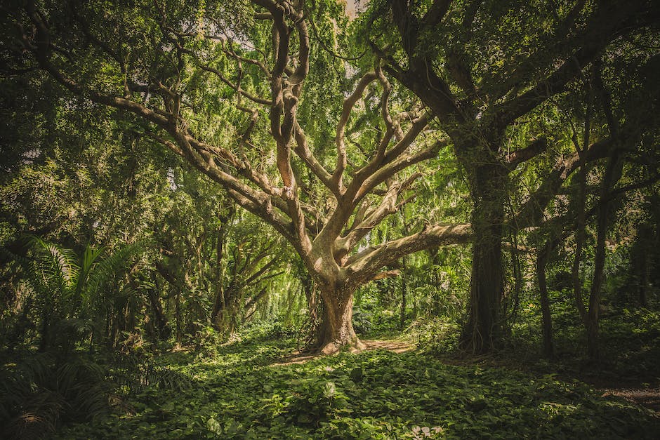 A drawing of a majestic oak tree with detailed foliage and a simple horizon in the background