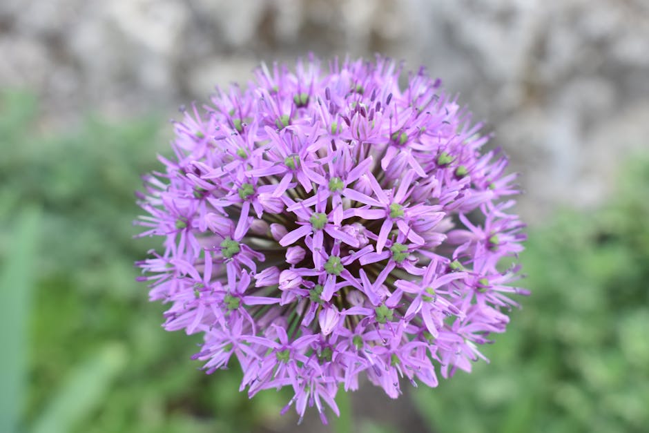 Cluster of amethyst-purple Allium 'Medusa' flowers with twisting gray-green leaves in the background