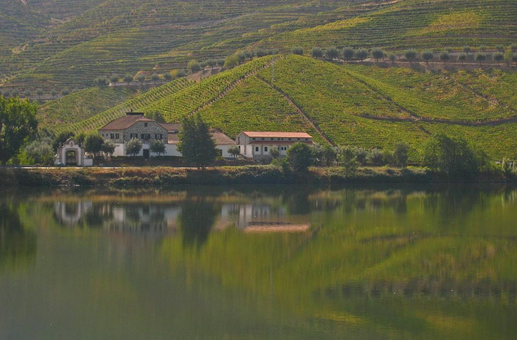 Terraced vineyards carved into the steep hillsides of the Douro Valley in Portugal, with the winding Douro River visible in the distance.