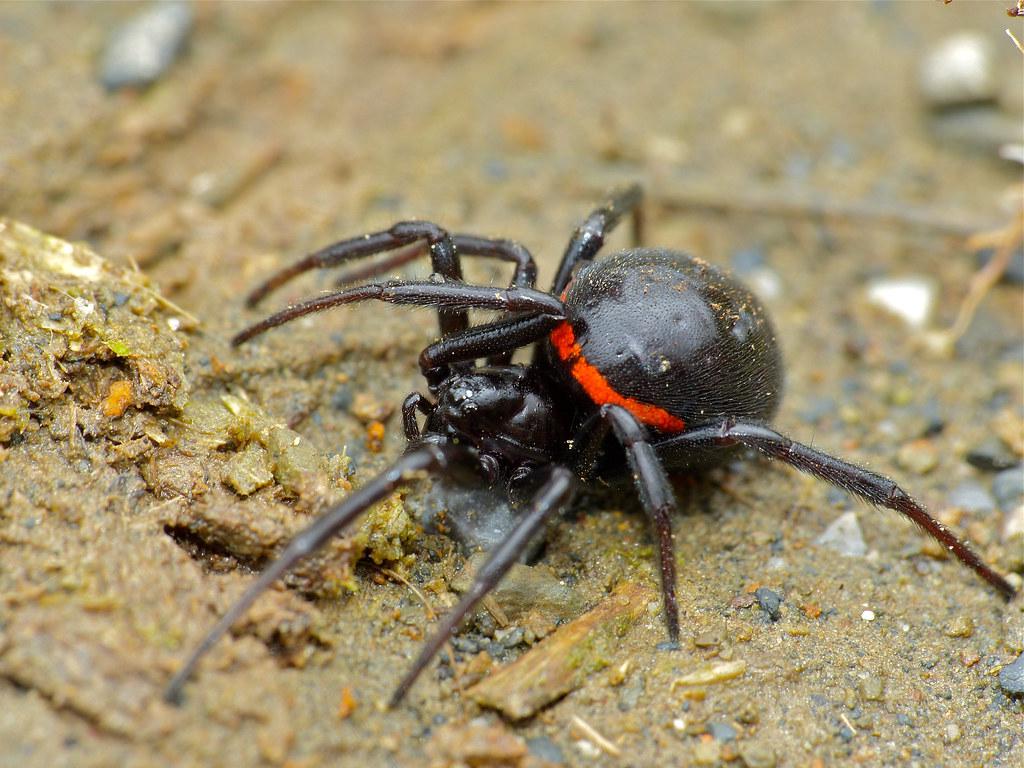 Close-up photo of a false widow spider highlighting its identifying features