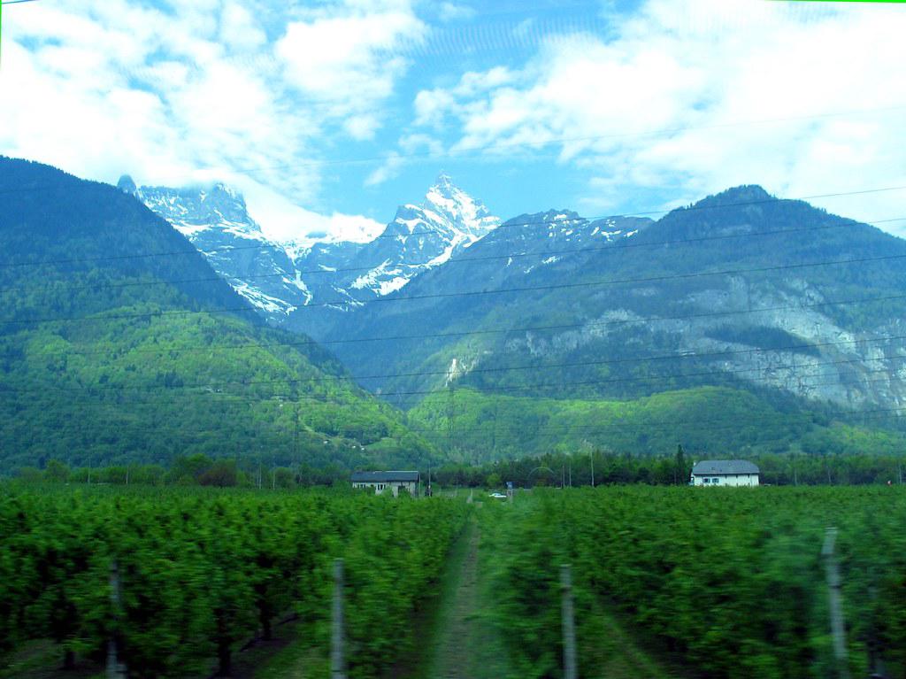 Lush vineyards in the Mendoza region of Argentina, with the majestic Andes Mountains providing a stunning backdrop in the distance.