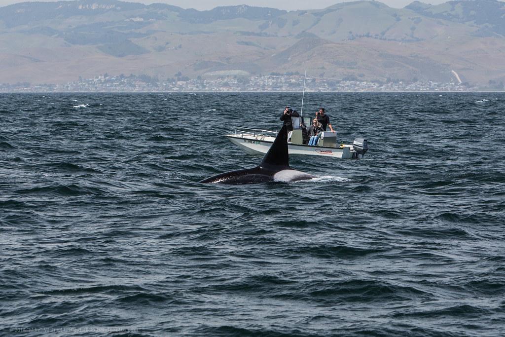 A diverse team of orca researchers conducting field observations from a small boat