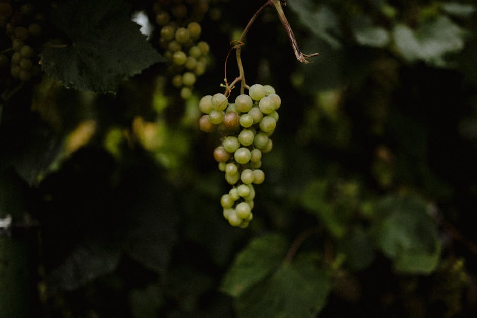 A cluster of ripe green grapes hanging from a vine.