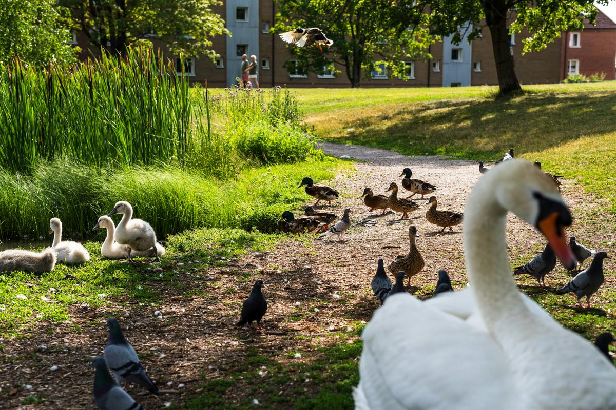 A swan gracefully interacting with a group of ducks in a serene pond