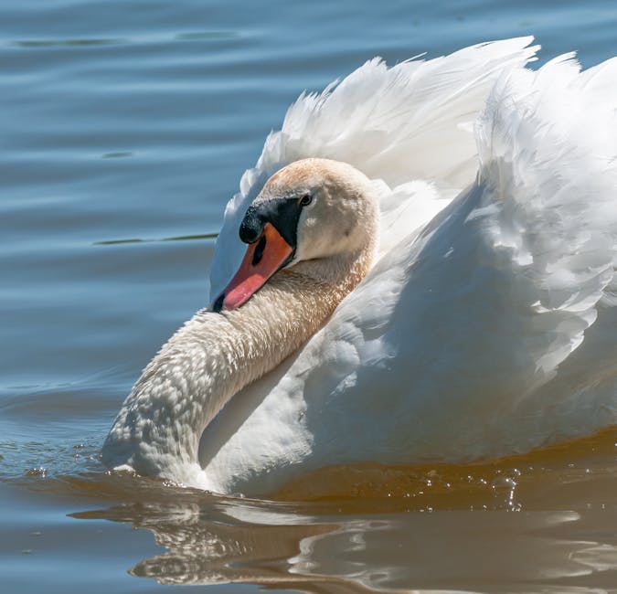 A majestic swan gracefully swimming on a serene lake