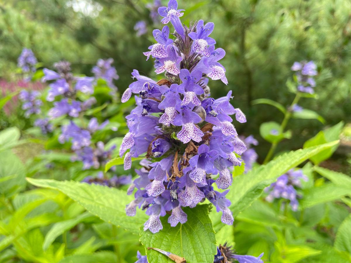 A realistic image of Walker's Low Catmint plant with vibrant purple flowers and aromatic green leaves in a garden setting